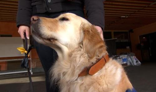 Un chien d'assistance judiciaire pour la zone de police de Liège