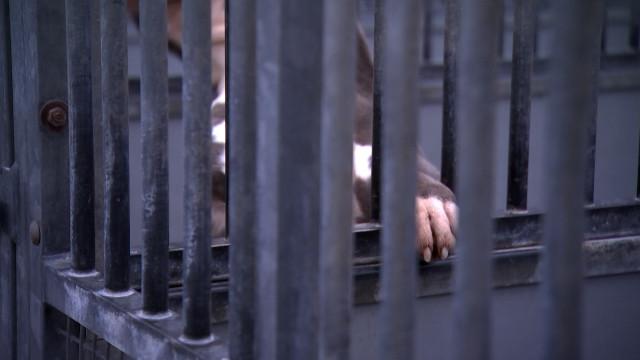 Chiens dangereux : interdire ou éduquer ? 