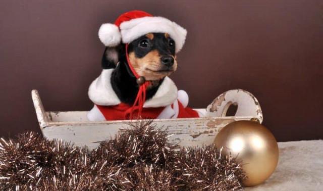 Un concours photo des plus beaux chiens et chats "de Noël" à Ans et Awans