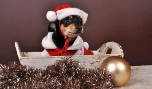 Un concours photo des plus beaux chiens et chats "de Noël" à Ans et Awans