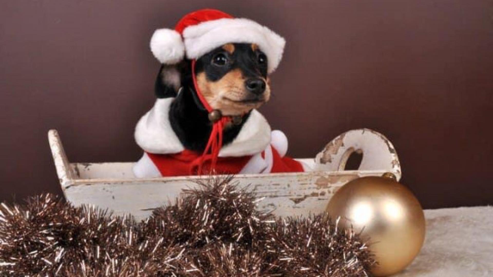 Un concours photo des plus beaux chiens et chats "de Noël" à Ans et Awans