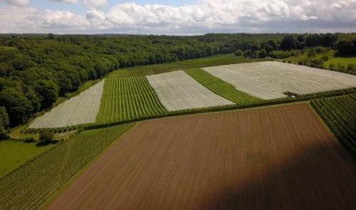 Un fruit sur trois est contaminé par des pesticides, quid à Liège ?