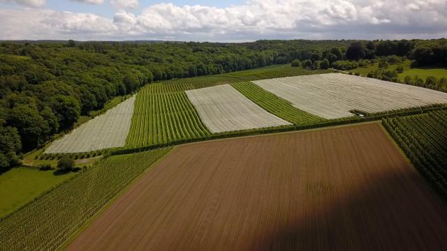 Un fruit sur trois est contaminé par des pesticides, quid à Liège ?
