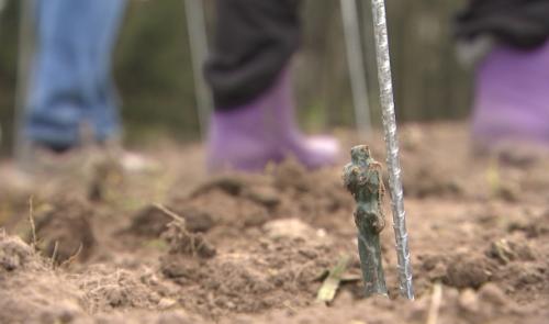 Un futur vignoble installé sur les hauteurs de Beaufays