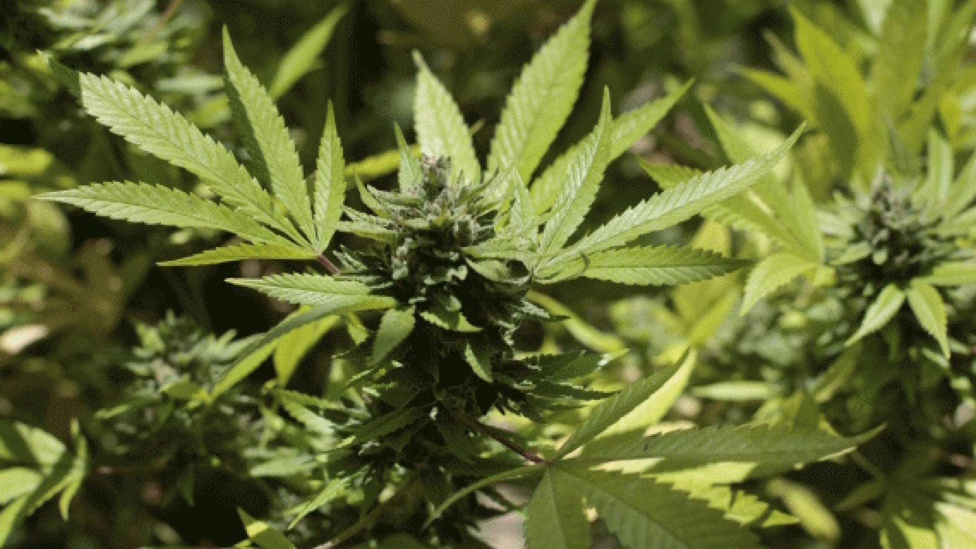 Un homme intercepté après avoir posé devant une culture de cannabis à Liège