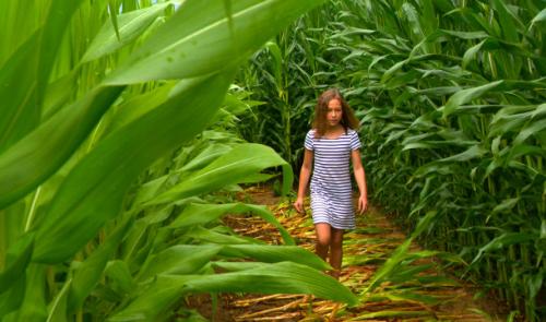 Un labyrinthe éphémère de plus de 2 kilomètres à Cras-Avernas
