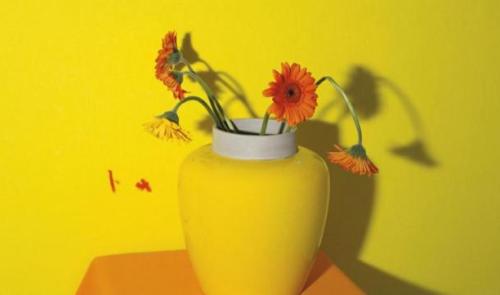 Un livre de photos de fleurs, par Michaël Dans 
