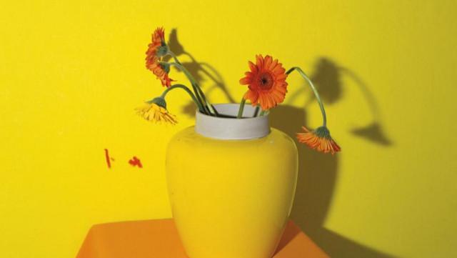 Un livre de photos de fleurs, par Michaël Dans 