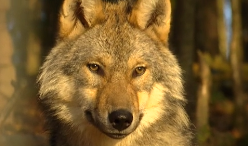 Le loup est bien de retour dans les Fagnes 