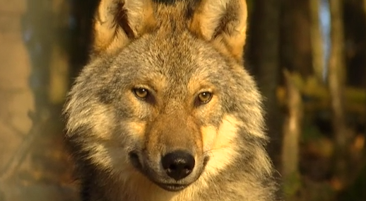 Le loup est bien de retour dans les Fagnes 