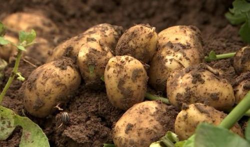 Un mois de retard pour la récolte des pommes de terre