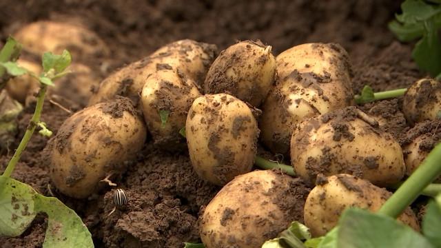 Un mois de retard pour la récolte des pommes de terre