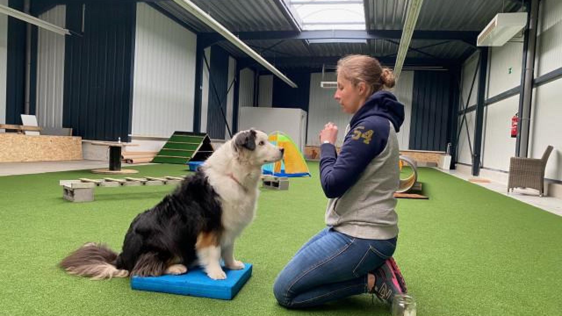 Un nouveau centre canin polyvalent débarque à Huy