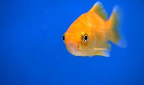 Un permis obligatoire pour acquérir un poisson rouge, incompréhensible selon les vendeurs