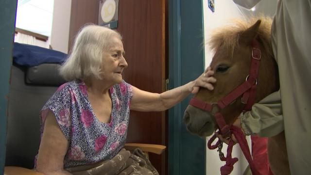 Un poney à la maison de repos ! 