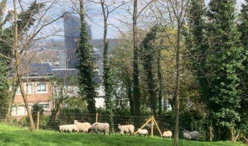 Un troupeau de moutons en éco-pâturage à Cointe