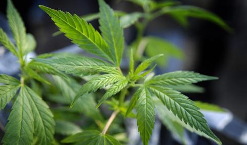 Une centaine de pacsons de marijuana retrouvés chez un dealer à Huy