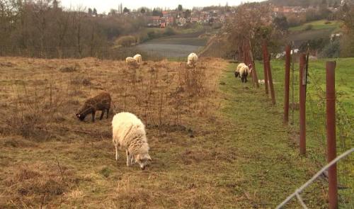 Une solution pour la Ferme des Enfants à Sainte Walburge