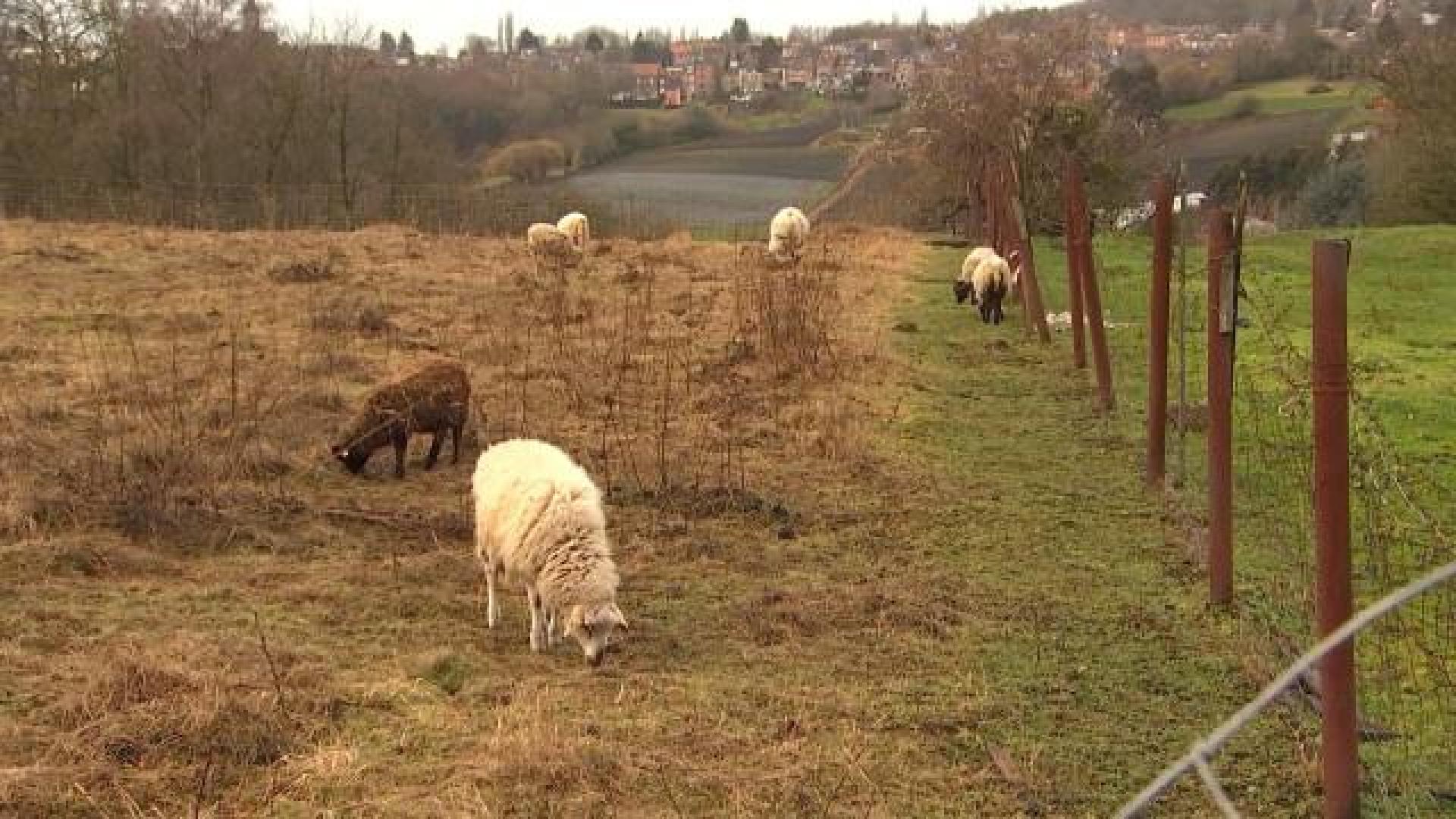 Une solution pour la Ferme des Enfants à Sainte Walburge