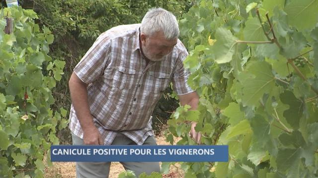 Vague de chaleur : pour le grand plaisir des vignerons hutois