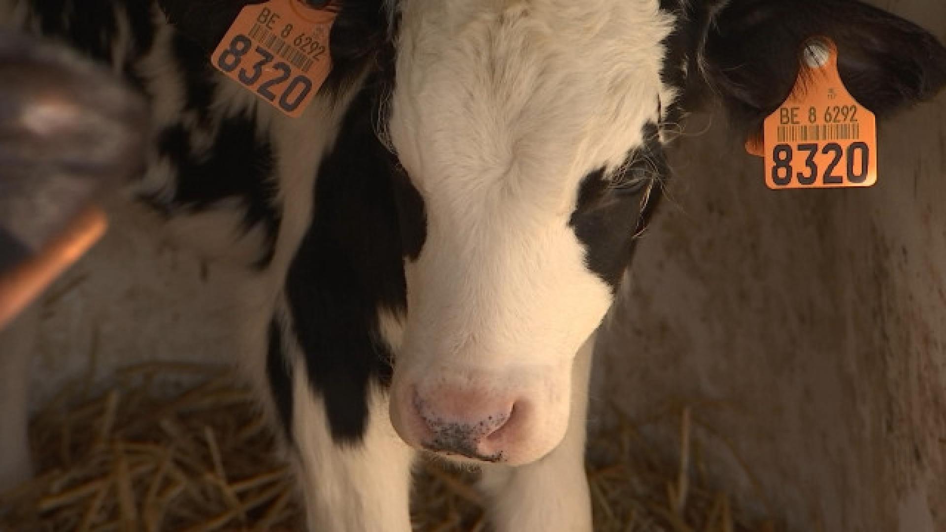 Vague de froid: les agriculteurs calfeutrent leur bétail 