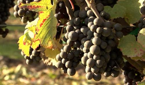 Vendanges 2021: bientôt des bulles à Berloz! 