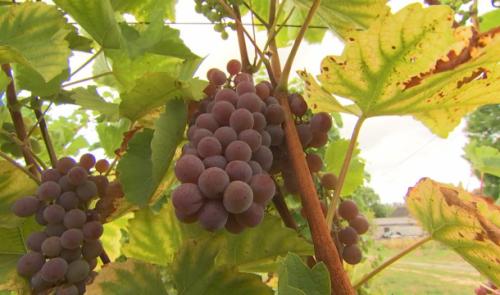 Vendanges : sans doute un grand millésime 