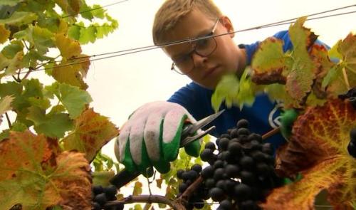 Vendanges : travaux pratiques 
