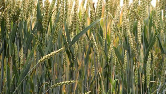 Vers une agriculture sans pesticides, c'est possible