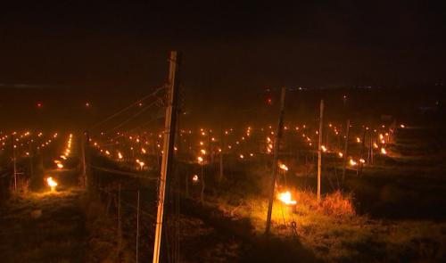 Vignobles : des bougies pour lutter contre les gelées nocturnes 
