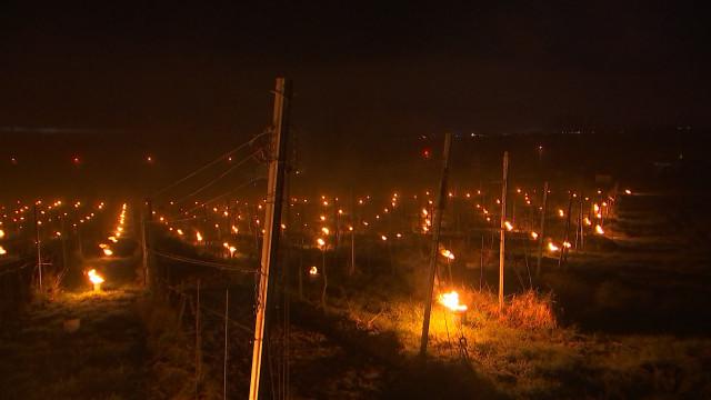 Vignobles : des bougies pour lutter contre les gelées nocturnes 