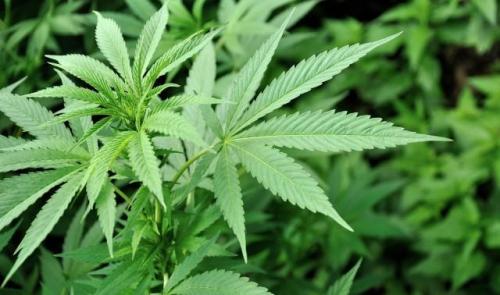 Visé : découverte d'une importante plantation de cannabis