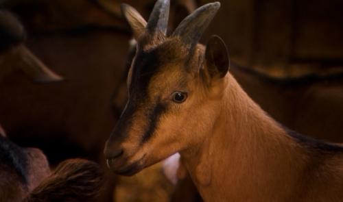 Visites gratuites de fermes à Soumagne, Esneux, Stoumont, Donceel, Berloz et Awans ce week-end
