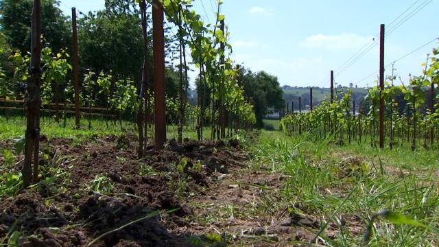 Vivardent met en évidence l'influence du sol sur le vin