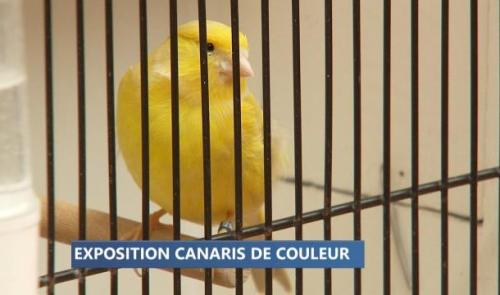 Waremme : le concours des plus beaux canaris