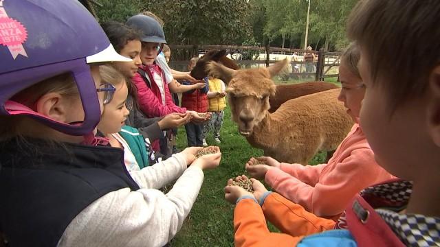 Waremme : stage d'équitation à la ferme 