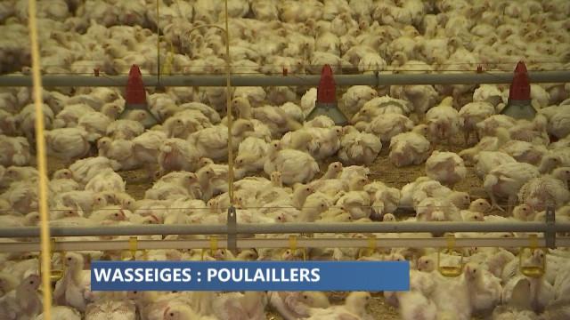 Wasseiges : l'extension d'un poulailler divise 
