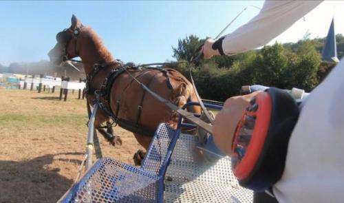 Zapping sports: Rubens, le poney "liégeois", N°1 à Aywaille