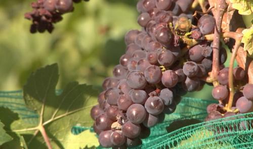 Vendanges sur les côteaux de la Légia.