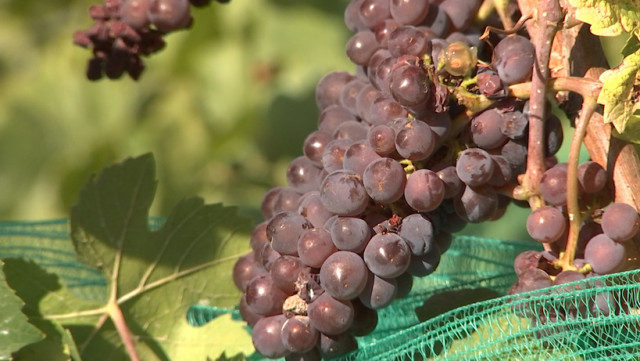 Vendanges sur les côteaux de la Légia.