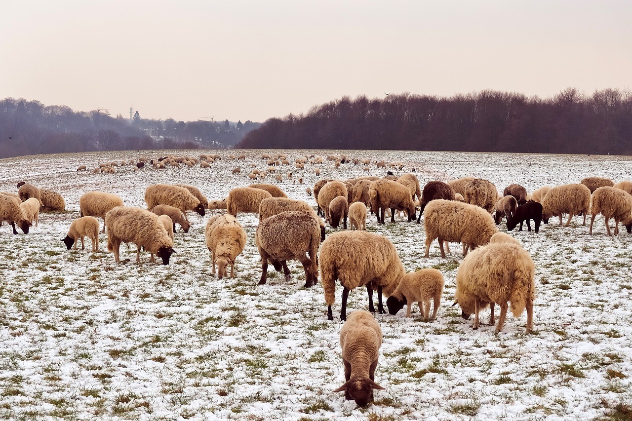 Huy : bien-être des animaux en prairies en période hivernale