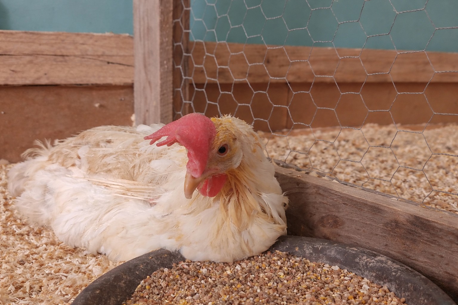80.000 poules à adopter à Hannut