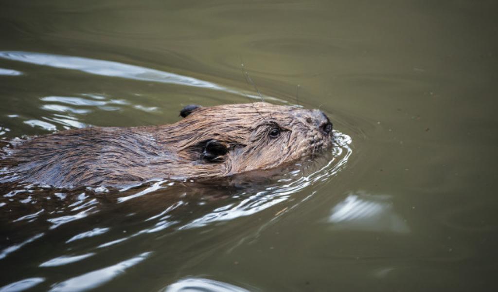 Crisnée : les premiers castors de passage observés dans la commune