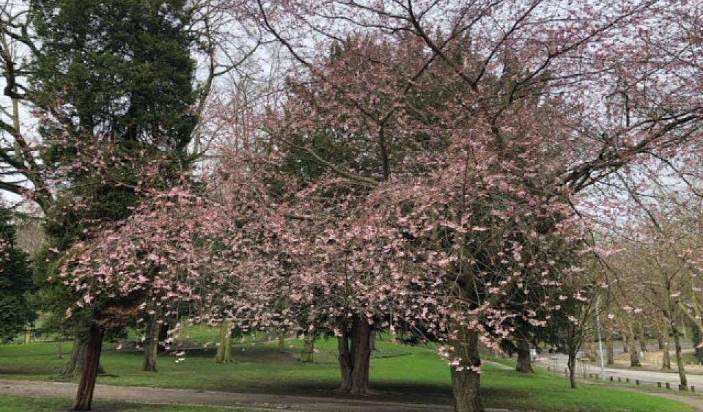 Tram En Commun S2#23 : quels arbres, et où ? 