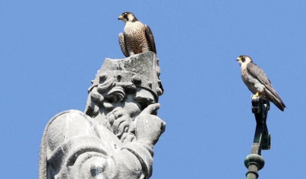 Bientôt deux bébés faucons pèlerins à la collégiale St-Martin 