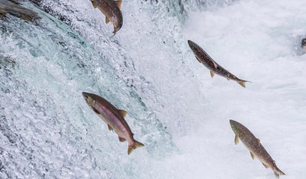 Nouveau centre d'aquaculture à la faculté vétérinaire