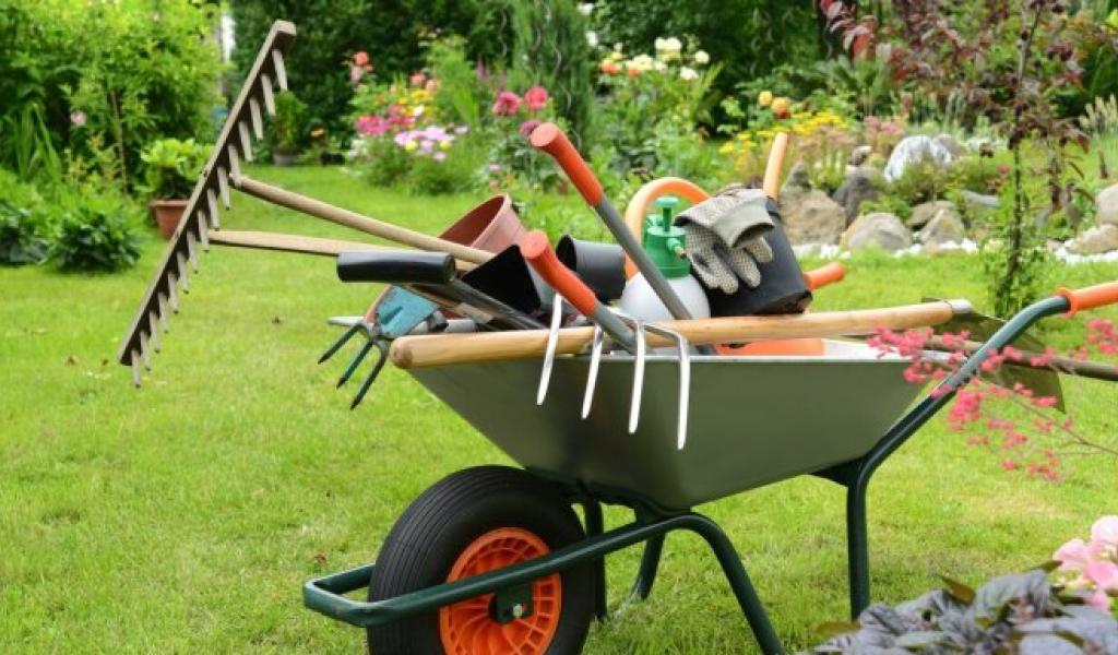 Petit pois et pois de senteur