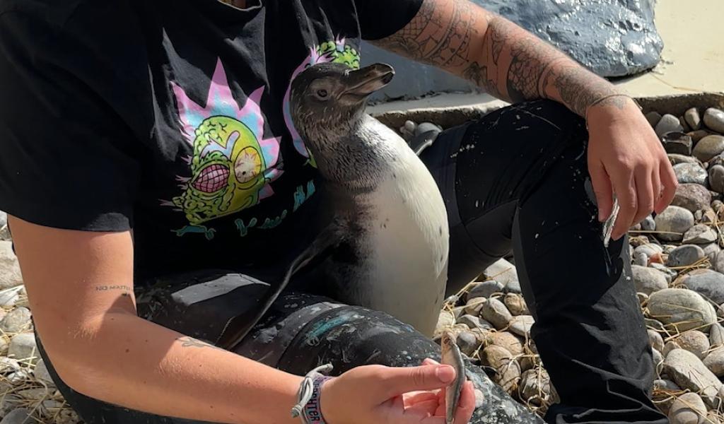 Kenaï, Peppa, Léopold, le Mont Mosan agrandit sa tribu