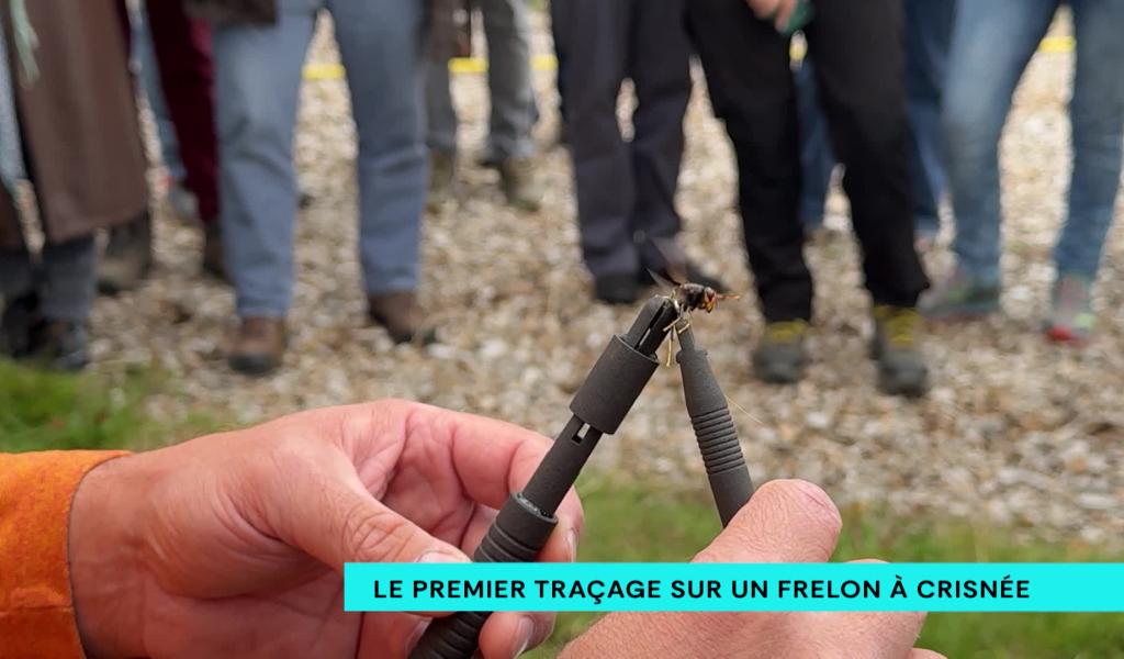 Le premier traçage GPS sur un frelon à Crisnée