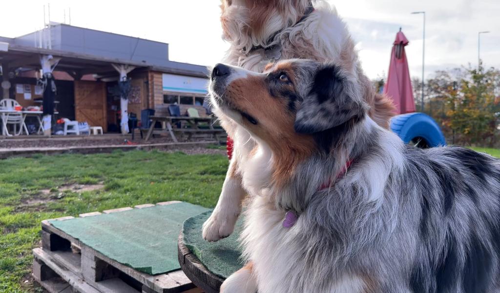 La muselière obligatoire dans les communes de Meuse-Hesbaye